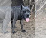 Small #1 Mutt