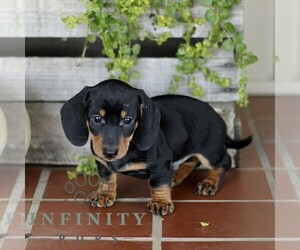 Dachshund Puppy for sale in EPHRATA, PA, USA