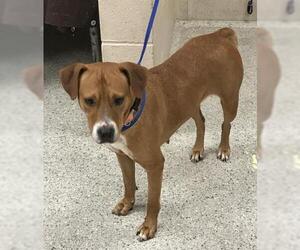 Mutt Dogs for adoption in Conroe, TX, USA