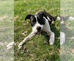Small #1 Mutt