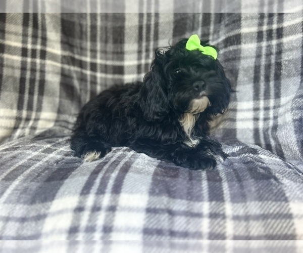 Medium Photo #4 ShihPoo Puppy For Sale in LAKELAND, FL, USA