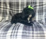 Small #3 ShihPoo