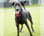 Small #2 Great Dane Mix