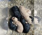 Small Photo #4 Goldendoodle Puppy For Sale in EATON RAPIDS, MI, USA
