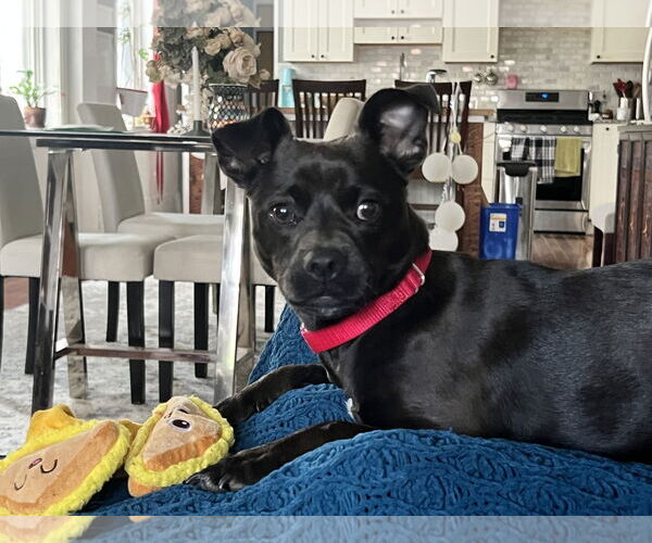 Medium Photo #9 Mutt Puppy For Sale in Philadelphia, PA, USA