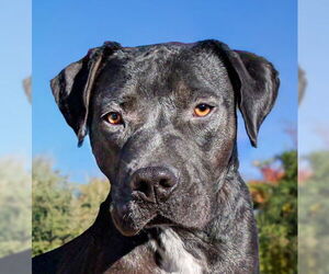 American Staffordshire Terrier Dogs for adoption in Albuquerque, NM, USA