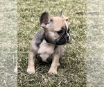 Small #2 French Bulldog