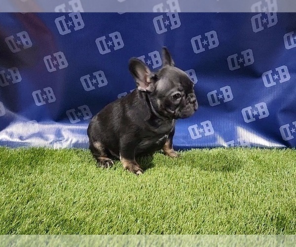 Medium Photo #9 French Bulldog Puppy For Sale in DUNCANVILLE, TX, USA