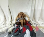 Small #1 Golden Retriever