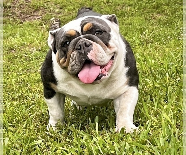 Medium Photo #1 English Bulldog Puppy For Sale in PORT RICHEY, FL, USA