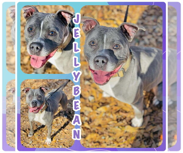 Medium Photo #1 American Pit Bull Terrier-Unknown Mix Puppy For Sale in Social Circle, GA, USA