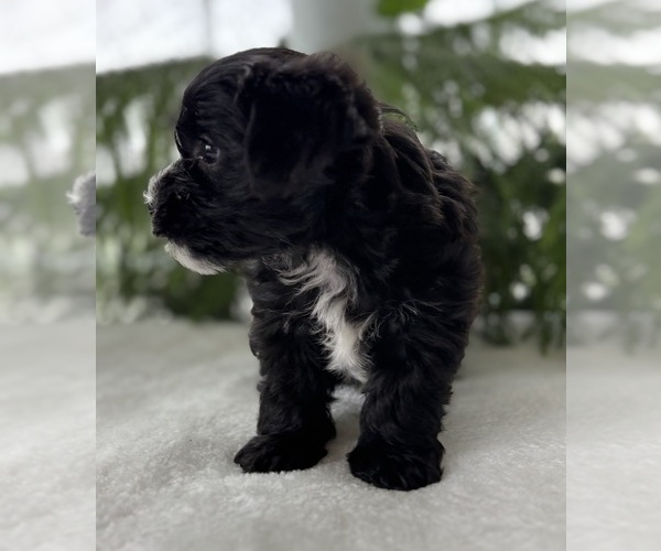 Medium Photo #9 Morkie Puppy For Sale in ROCK STREAM, NY, USA