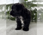 Small #8 Morkie