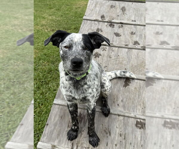 Medium Photo #6 Mutt Puppy For Sale in San Leon, TX, USA
