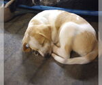 Small Wirehaired lab