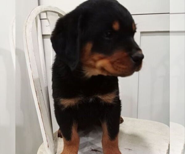 Medium Photo #3 Rottweiler Puppy For Sale in CHAMBERSBURG, PA, USA
