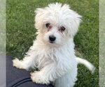 Small #2 Maltese Mix