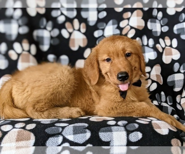 Medium Photo #3 Golden Retriever Puppy For Sale in NOTTINGHAM, PA, USA