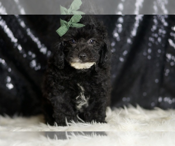 Medium Photo #6 Poodle (Miniature) Puppy For Sale in WARSAW, IN, USA