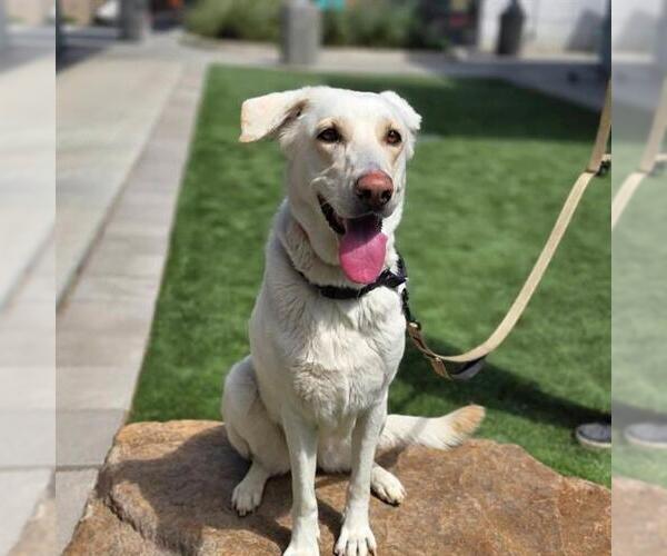 Medium Photo #1 Shepradors Puppy For Sale in Las Vegas, NV, USA