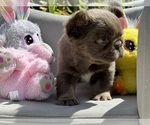 Puppy Milkyway French Bulldog