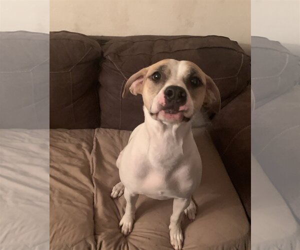 Medium Photo #21 Mutt Puppy For Sale in Spring, TX, USA