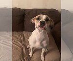 Small #20 Mutt