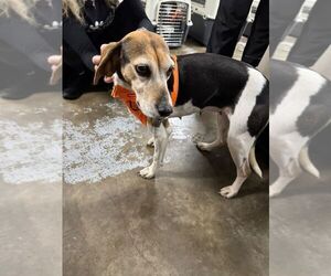 Beagle Dogs for adoption in Calgary, Alberta, Canada
