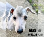 Small #1 Poodle (Miniature) Mix