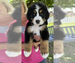 Bernese Mountain Dog Puppy for sale in SPENCER, IN, USA