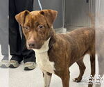 Small #1 Beagle-Plott Hound Mix