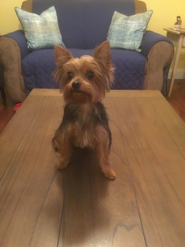 Medium Photo #1 Yorkshire Terrier Puppy For Sale in BALTIMORE, MD, USA