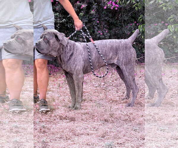 Medium Photo #3 Mutt Puppy For Sale in Goodyear, AZ, USA