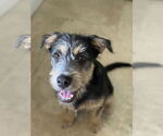 Small #3 Mutt