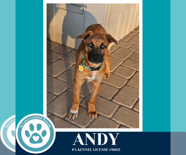 Medium Photo #2 Mutt Puppy For Sale in Kimberton, PA, USA