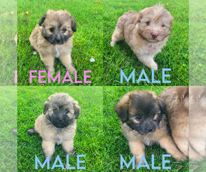 Pomeranian-Poodle (Toy) Mix Puppy for sale in NOVI, MI, USA