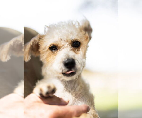 Medium Photo #1  Puppy For Sale in , 