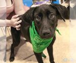 Small #1 Labrador Retriever Mix