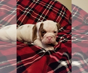 Olde English Bulldogge Puppy for sale in FREDERICKTOWN, OH, USA