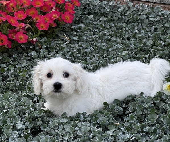 Medium Photo #4 Coton de Tulear Puppy For Sale in CANOGA, NY, USA