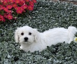 Small #3 Coton de Tulear