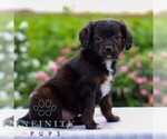 Small Cavapoo