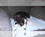 Small Photo #40 Border Collie Puppy For Sale in AIKEN, SC, USA