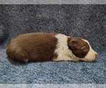 Small Photo #240 Border Collie Puppy For Sale in NORBORNE, MO, USA