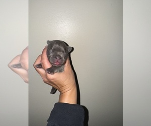 Medium French Bulldog