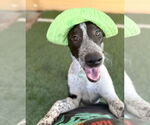 Small #5 American Staffordshire Terrier-Border Collie Mix