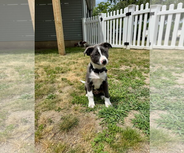 Medium Photo #4 Mutt Puppy For Sale in Oakhurst, NJ, USA