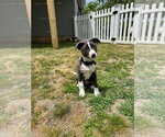Small #3 Mutt