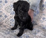 Small Photo #17 Schnoodle (Giant) Puppy For Sale in ANDERSON, CA, USA