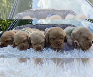 Labrador Retriever Litter for sale in WILDWOOD, GA, USA